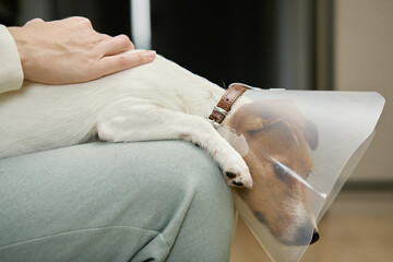Woman strokes dog wearing medical plastic collar at home. Female owner care about cute dog in Elizabethan collar. Sad Jack Russell Terrier in pet cone in rehabilitation after medical treatment