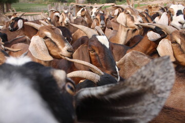 Fields with animals and crops in northwest Argentina