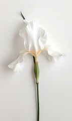 Elegant single white iris flower against a clean white background, perfect for minimalist design. AI