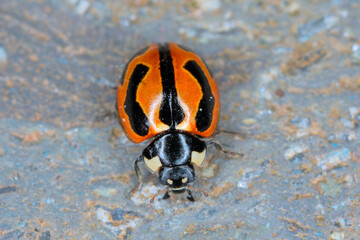 Coccinella miranda. A species of ladybug endemic to the Canary Islands.