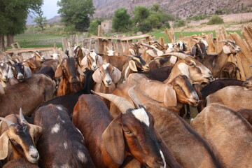 Fields with animals and crops in northwest Argentina