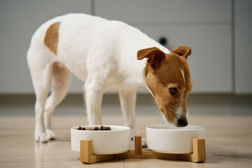 Dog eating dry food from a white bowl on the floor in kitchen, Hungry dog, Animal feeding and pet...