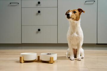 Dog sitting near bowls with dry food and water on the floor in kitchen, Hungry dog, Animal feeding...