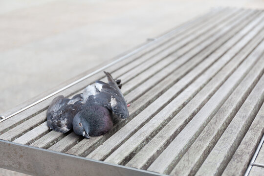 Op een bank in het park ligt een dode duif. Van oudsher associëren mensen vogels met de dood.