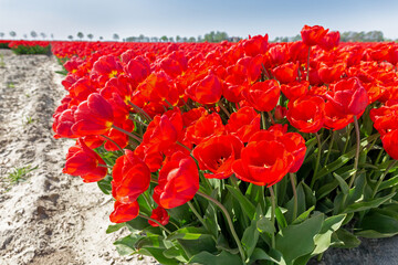 Rode tulpen in volle bloei bij de bollenkweker zijn een toeristische attractie en typisch Nederlands