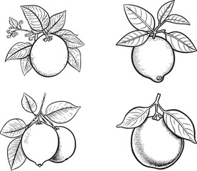hand drawn lemon sketch vector set
