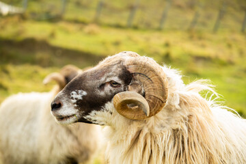 Photograph of Lateral Goat Ram with Big Horns and Herd Behind in Green Meadow