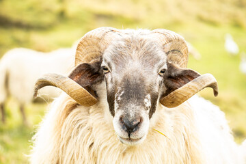 Stunning close-up photograph Horned ram portrait of animal relaxed in flock in green meadow