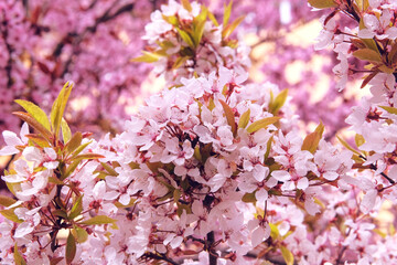 Cherry flowers blooming with white bright petals. Spring blurred background of nature. Pink color.  Landscaping and decoration in spring season. Blooming garden.