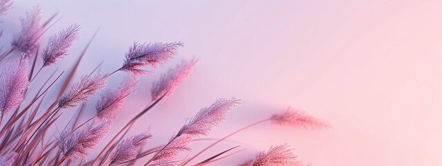 Colorful grass flowers on a pastel background