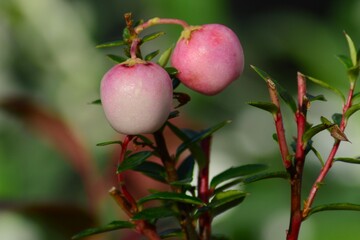 デコベリー　真珠の木（パールツリー）