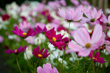 Purple and pink flower blossom field