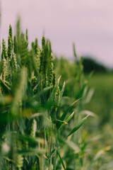Green field pink sky