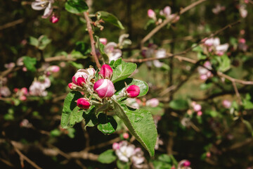 Apple tree buds of pink and white flowers on a branch in the spring. Blooming garden in springtime. Beauty in nature. Copy space. Plant cultivation. Orchard in bloom. May scenery
