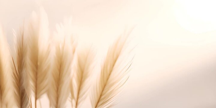 Pampas grass on white background, reed grass creative flat lay with natural light and shadow 4K Video