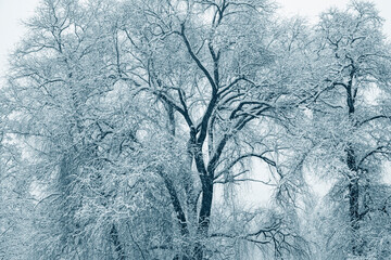Snow-covered trees on a cloudy winter day.