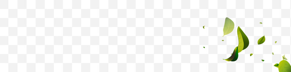 Green Foliage Organic White Transparent Panoramic