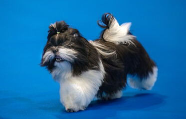 Black and white Shih Tzu puppy on a blue background