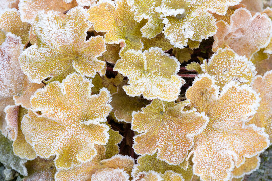 Heuchera Caramel (Coral Bells), an evergreen perennial plant in winter with its leaves covered with hoarfrost.