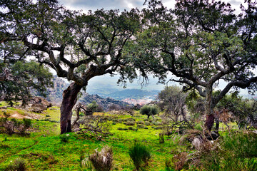 Alcornoques en la Sierra de San Viente