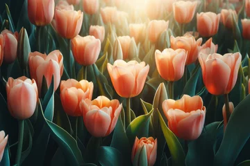 Keuken spatwand met foto Amazing tulip flowers blooming in tulip field, against background blurry tulip flowers in sunset light. © Екатерина Переславце