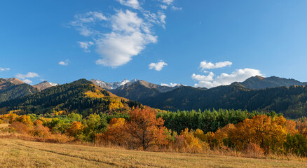 Trees with autumn foliage on the slopes of the Zailiyskiy Alatau mountains in Kazakhstan