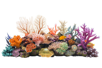 Underwater Wonderland on Transparent Background, PNG
