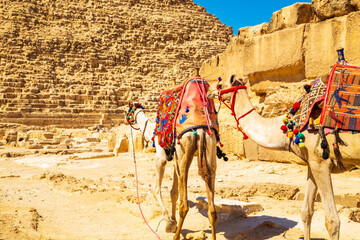 Dressed camels near the pyramid of Khafre. Great Egyptian pyramids.