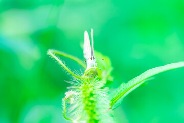 羽休めをするオナガシジミ