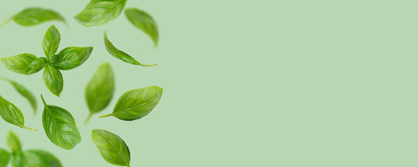 Fresh green organic basil leaves flying, isolated on green background. Creative food levitation, wide banner with copy space, header, backdrop for design. Ingredient, spice for cooking, healthy food.