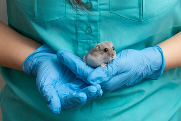 a woman holds a small hamster (jungaric) in medical gloves, Veterinary clinic. Inspection of animals.