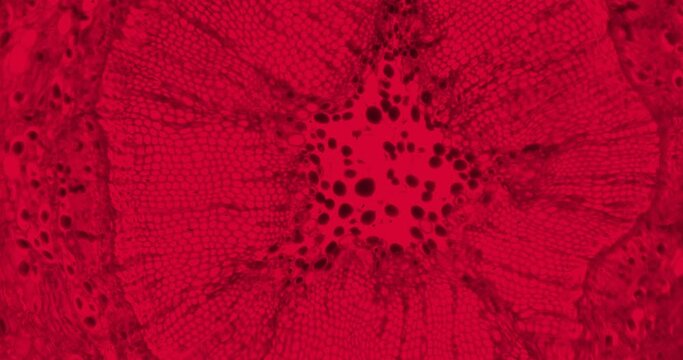 Thriller red plant stem with floating microorganisms and bacteria under a microscope. Vibrating cells under a microscope. Germs under a scope. Horror biology experiment under a cinematic scope