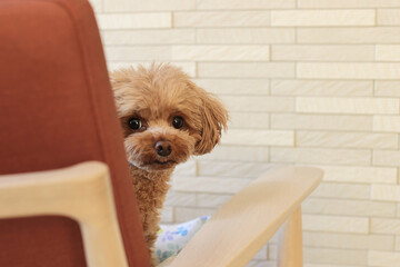 椅子の背もたれから顔を出すトイプードル