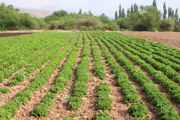Fields with animals and crops in northwest Argentina