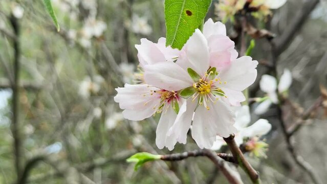 Almond tree branches blooming in spring.
