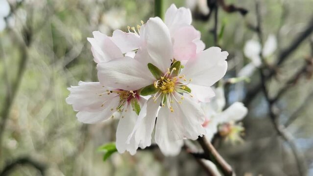 Almond tree branches blooming in spring.
