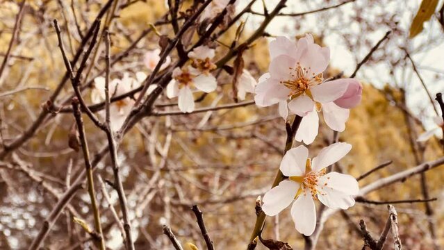 Almond tree branches blooming in spring.
