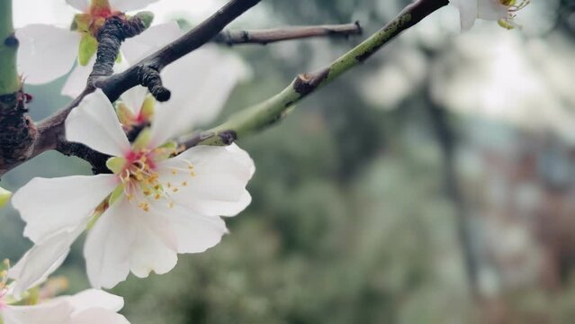 Almond tree branches blooming in spring.
