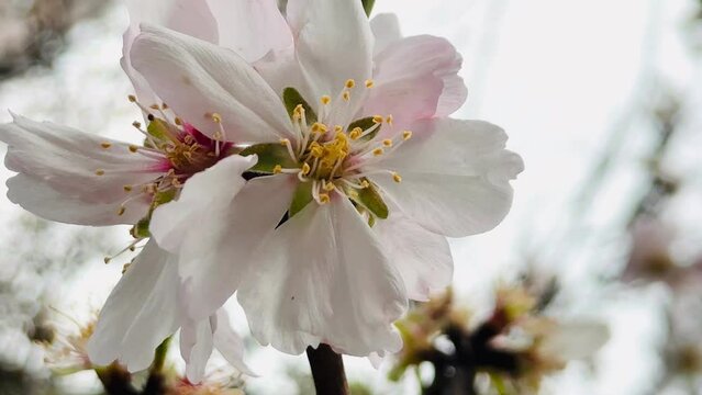 Almond tree branches blooming in spring.
