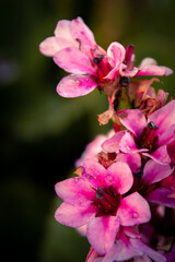 Fototapeta na wymiar flor rosa