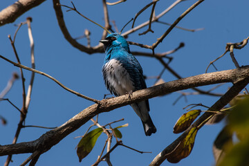 Blue bird