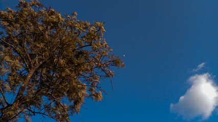 sky and tree with autumn
