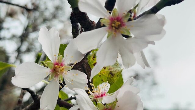 Almond tree branches blooming in spring.
