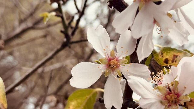 Almond tree branches blooming in spring.
