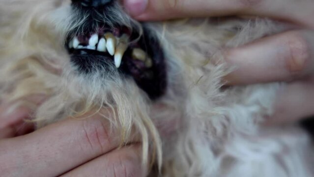 Poor oral care resulting harmful biofilm formed on pet dog teeth that is harmful to health