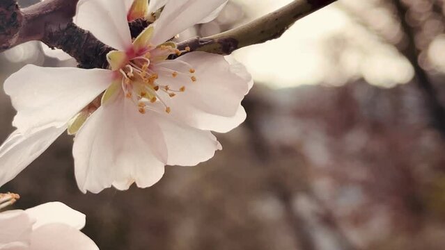 Beautiful almond tree branch blossoming.