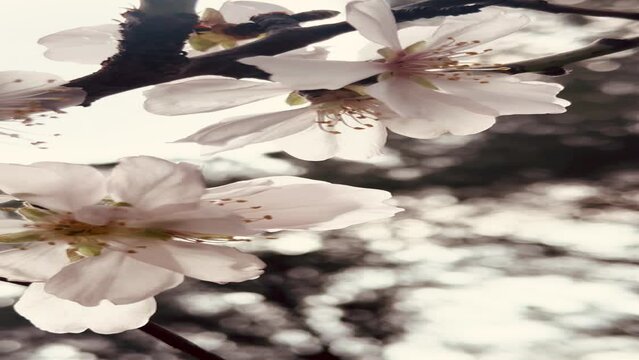 Almond tree branches blooming in spring.
