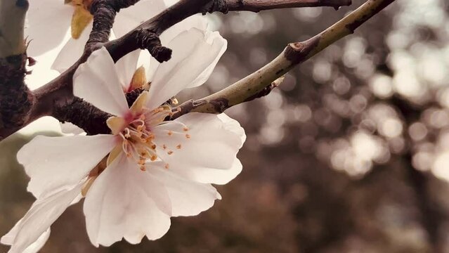 Beautiful almond tree branch blossoming.