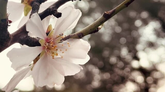 Almond tree branches blooming in spring.

