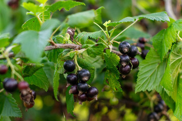 Clusters of black currant berries